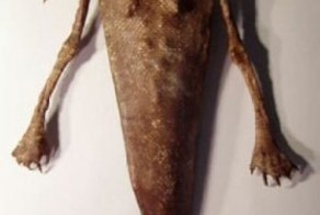 Работы художника-мистификатора Хуан Кабана.