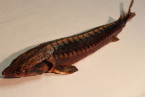 Стерлядь с дымком. Готовим сами. (Фото)