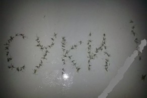 Смешные картинки