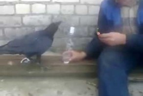 Мужик бухает с вороной