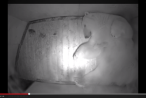 Белая медведица родила медвежонка в зоопарке (видео)