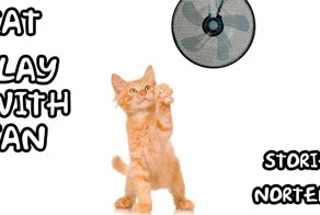 Коты против вентилятора