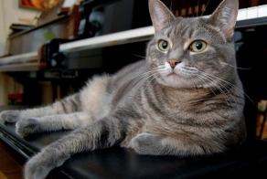  Кошка Нора играет на фортепьяно джаз и классическую музыку.