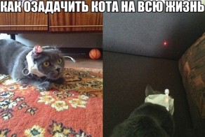 Как занять кота