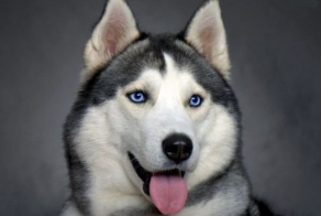 Хаски и неожиданные проблемы