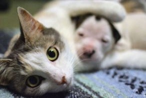 Заброшенная кошка приняла новорожденного щенка питбуля