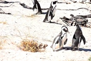 Пингвин в норе (Суша)