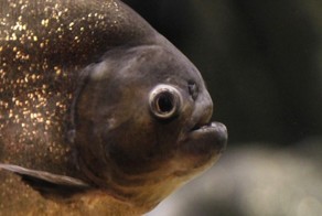 Пираньи покусали более 60 отдыхающих на пляже в Аргентине