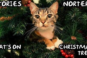 Коты против Новогодней елки