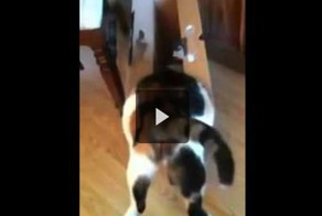 Кот не совладал с коробкой