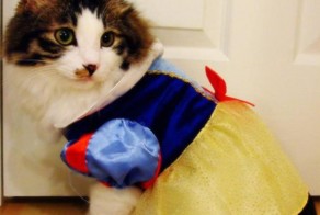 Новогодние киски :)