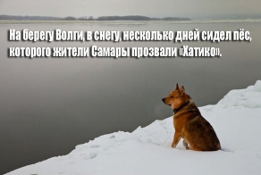Самарский Хатико