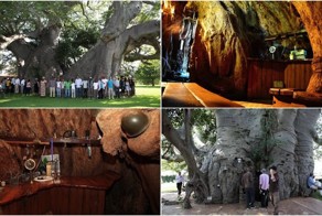 Бар внутри 6000-летнего дерева