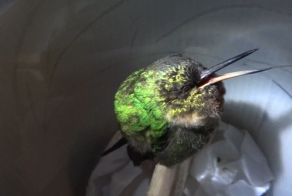 А вы слышали, как храпит колибри?