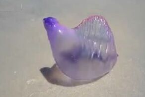 Неведомое существо выбросило на берег Бразилии