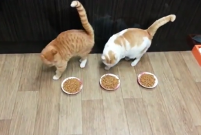 Сама не ам и тебе не дам