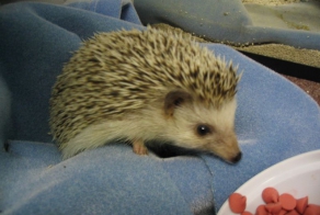 Содержание ежей в домашних условиях