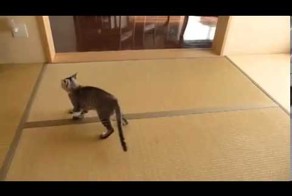 Кот и стена!