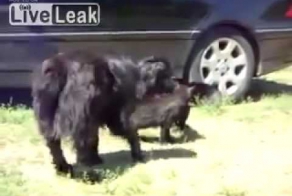 Собачий патруль на страже закона!