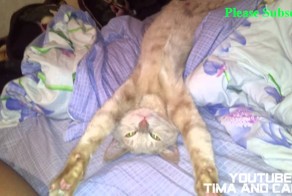 Кот Кеша - Потягушки