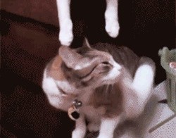 Попался, голубчик