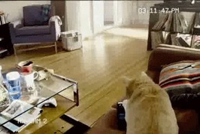 Пока нет хозяев дома