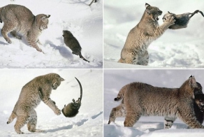 Неравный бой