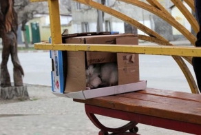 У Пушкина упёрли домик