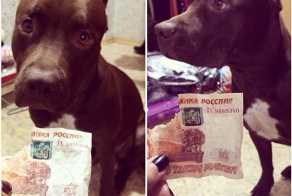 Ну как такого ругать?