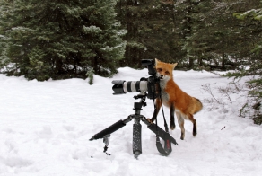 Лиса попыталась украсть фотокамеру
