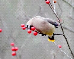 Свиристель﻿