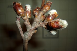 6 января 2014 от РХ