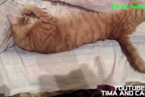 Кот залипало