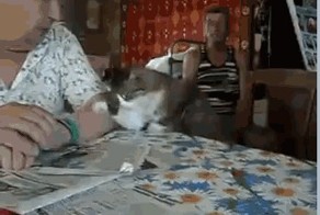 ну погладь уже !