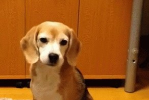 вратарь года