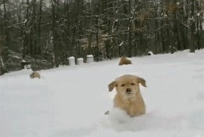 Собачка просто афигенная