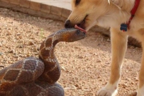 А вам слабо