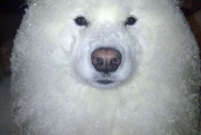 Собака Дедоморозяка