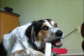 кот и собака