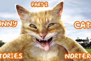 Забавные коты  2