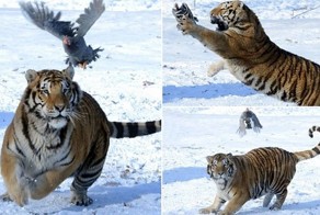 Не повезло птичке...