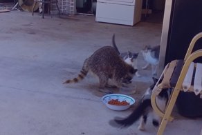 Лиса енот коты