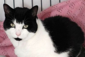  Пес спас жизнь коту