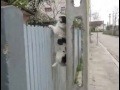 Собака альпинист!