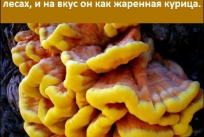 Интересные факты о разном