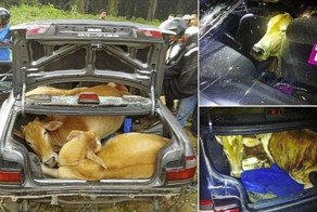 Воры пытались увезти четырех коров в автомобиле