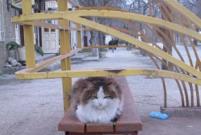  Кот Пушкин вернулся на остановку