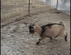 Козлик радуется зиме