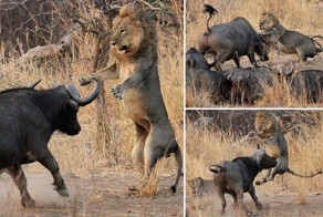 Буйволы совсем страх потеряли!