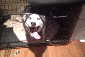 Собака встречает хозяина, которого не видела уже год